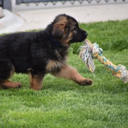German Shepherd Puppies from Carner German Shepherds