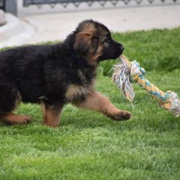 German Shepherd Puppies from Carner German Shepherds