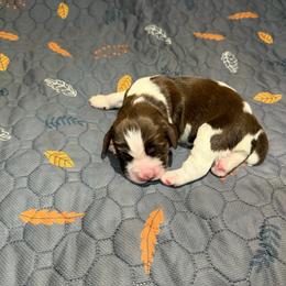 Boy VB - Liver and white male English Springer Spaniel puppy in Findlay, Ohio from Flag City Springers