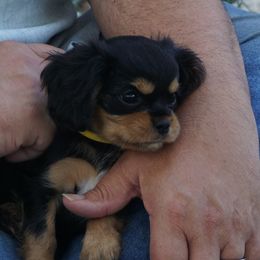 Yellow- Ms Mellow Yellow - Black and tan female Cavalier King Charles Spaniel puppy in Corpus Christi, Texas from Kings Cross Cavaliers