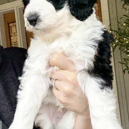 Teton - Black and white male Sheepadoodle puppy in Roseburg, Oregon from Sharon’s Sheepadoodle’s