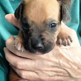 Boy 2 - male Rhodesian Ridgeback puppy in Alabama from Celtic Lore Ridgebacks