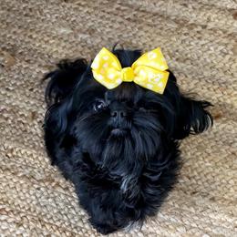 Luna - Shih Tzu