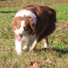 Lou Lou - Australian Shepherd