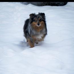 HOUSTON - Miniature Australian Shepherd