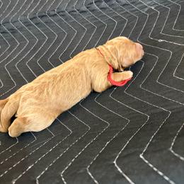 Red Collar - Red  female Goldendoodle puppy in Winchester, Tennessee from Mahaffey’s Doodles