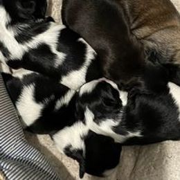 Shih Tzus from Goracke Family