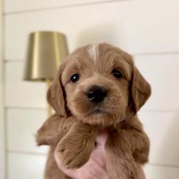 Goldendoodle Puppies from King Family Doodles
