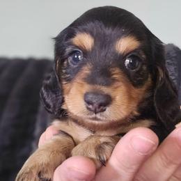 Hollywood - Black and tan male Dachshund puppy in Willcox, Arizona from Tootsie's Tiny Toes