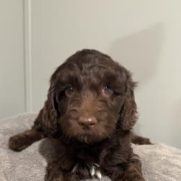 Puppy Orange - Chocolate female Australian Labradoodle puppy in Oxford, Mississippi from Stony Brook Australian Labradoodles