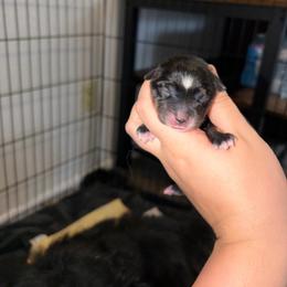 Girl 2 - Black tri female Miniature Australian Shepherd puppy in Brenham, Texas from Stone N Rose Kennels
