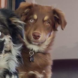 Aussiedoodles, Australian Shepherds, and Poodles from Barefoot Kennel