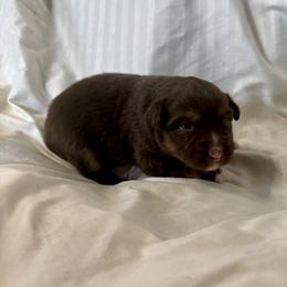 Ketchup - Red tri male Toy Australian Shepherd puppy in Medical Lake, Washington from MAS Gone Rogue