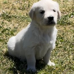 Lucy - Golden Retriever puppy in Marshfield, Missouri from Charm Puppies