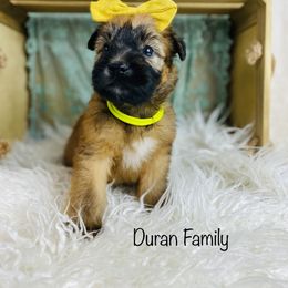 Soft Coated Wheaten Terrier Puppies from Wonderful Wheatens
