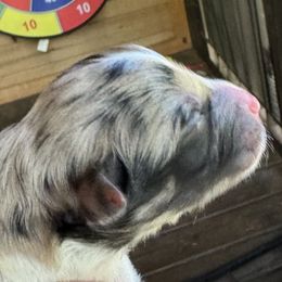 Girl 3 - Blue merle Australian Shepherd puppy in Yadkinville, North Carolina from Gold Leaf Farm & Kennels