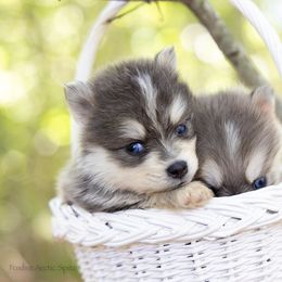 Hemera - Blue female Pomsky puppy in Moultonborough, New Hampshire from Foxfire Arctic Spitz