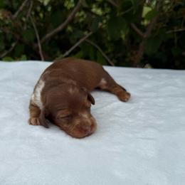 El Toro Loco - Dapple male Dachshund puppy in Lebanon, Tennessee from Thomas Dachshunds