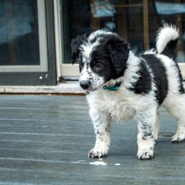 Border Collie, Golden Retriever, and Sporty Mix Puppies from Turbo Border Collies & Coltrievers