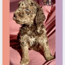 Holly - Merle female Goldendoodle puppy in Sterling, Connecticut from Justine’s Retrievers and Doodles