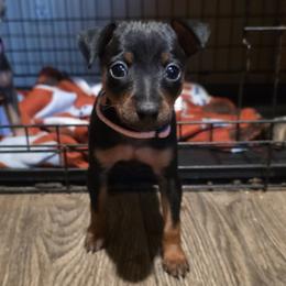 PBKF1 9-26 Light Pink - Black and rust female Miniature Pinscher puppy in Middle Point, Ohio from Knisely's Min Pins-AKC