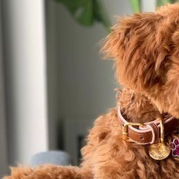 Poodles from Gigi’s Toy Poodle