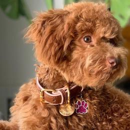 Poodles from Gigi’s Toy Poodle