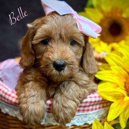 Belle - Red  female Goldendoodle puppy in Crockett, Texas from Kingdom Kennels