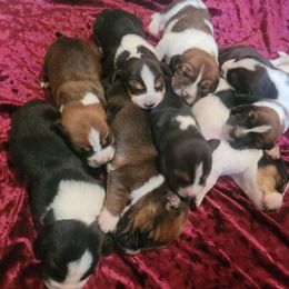 Basset Hound Puppies from Bassets of the Hollow