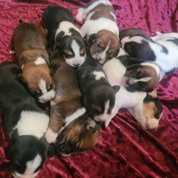 Basset Hound Puppies from Bassets of the Hollow