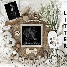 Great Dane puppies from Halsey Danes