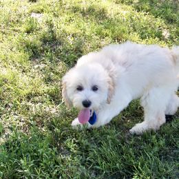 Goldendoodle and Poodle Puppies from Golden B Acres