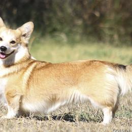 Sophie - Pembroke Welsh Corgi