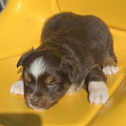 Polly - Red tri Miniature Australian Shepherd puppy in Godley, Texas from Nana and Paws Aussies