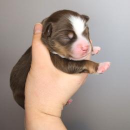 Bloom - Red tri-color male Miniature American Shepherd puppy in Harrisonville, Missouri from Trailside Mini Aussies