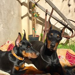 Doberman Pinscher Puppies from Rangewood Kennel