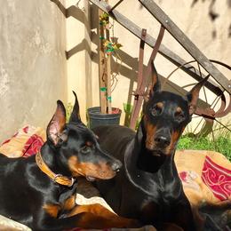 Doberman Pinscher Puppies from Rangewood Kennel