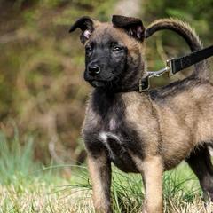Belgian Malinois from Skyfall Kennels LLC