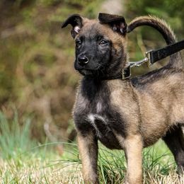 Belgian Malinois from Skyfall Kennels LLC