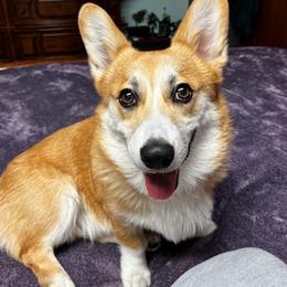Pembroke Welsh Corgis from Kings Corgis