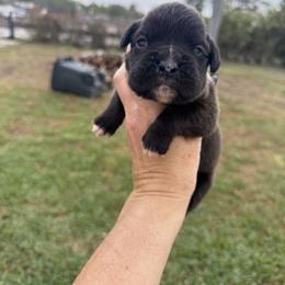 Clifford-red collar - Brindle male Boxer puppy in Florida from BNF Boxers