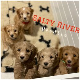 Goldendoodle puppies from Salty River Doodles