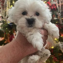 Noel - Black and white female Shihpoo puppy in Delaware, Ohio from 3 doodles’ littles