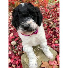 Goldendoodle Puppies from Ohio Down Home Doodles