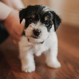 Yorkshire Terriers from Arizona Yorkies