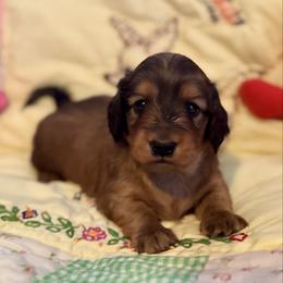 Hope - Cream female Dachshund puppy in Stoutland, Missouri from Farmhouse Dachshunds