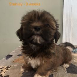 Stanley - Red male Lhasa Apso puppy in Greensboro, North Carolina from Koenigplatz Kennel