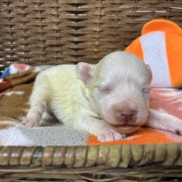 Marlin - White male Miniature Schnauzer puppy in Menifee, California from Moonshine’s Minis