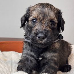 Pepper Salt Male 2 - Pepper and salt male Giant Schnauzer puppy in St George, Utah from Schnauzer Ranch
