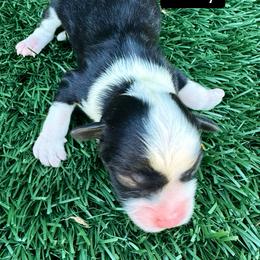 Lucy - Black tri-color female Aussiedoodle puppy in Bakersfield, California from Annie's Aussies
